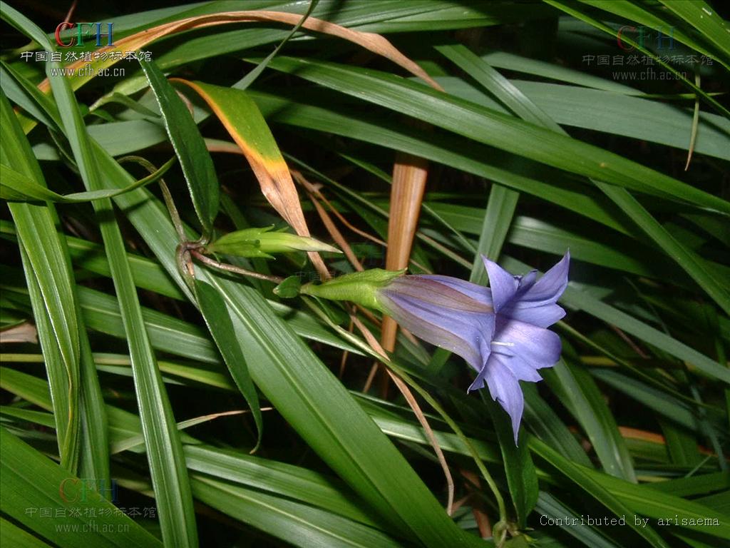 data-lemmaid="2922160">龙胆科 /a>双蝴蝶属植物