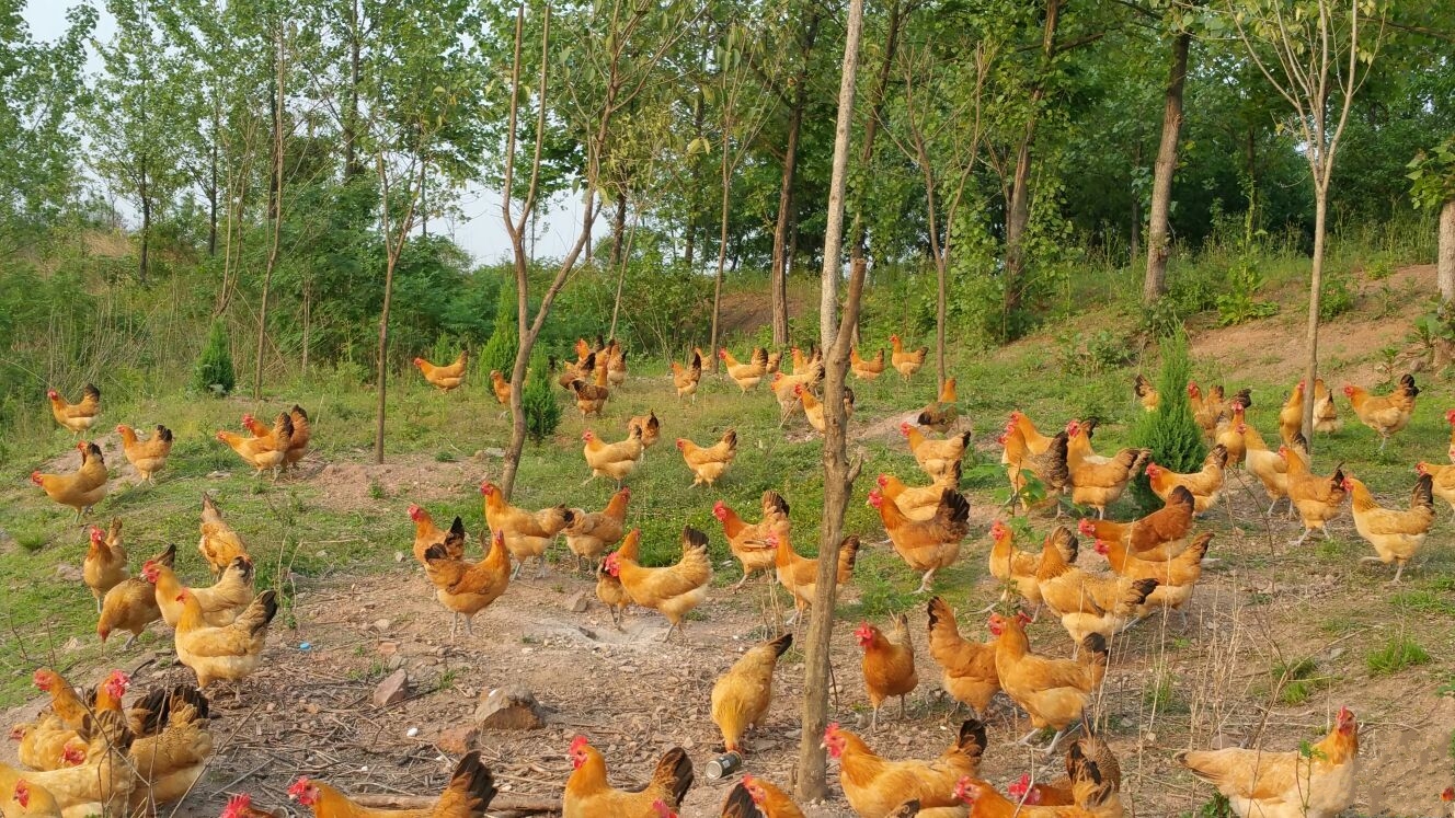 固始鸡 全网资源