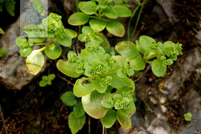  p>一年生或二年生草本,全株无毛.生于海拔800-2000米的山坡林下.