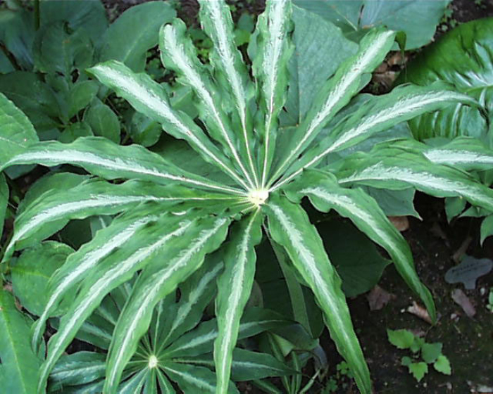 天南星(天南星科) - 123植物网