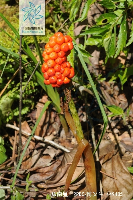  p>象南星( i>arisaema elephas /i> buchet)是 a href="#" data