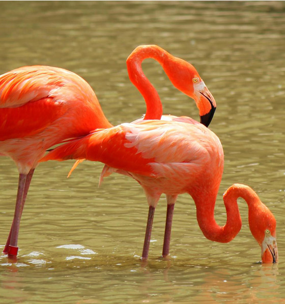  p>红鹳(学名: i>phoenicopterus roseus /i>)是红鹳科红鹳属的鸟类