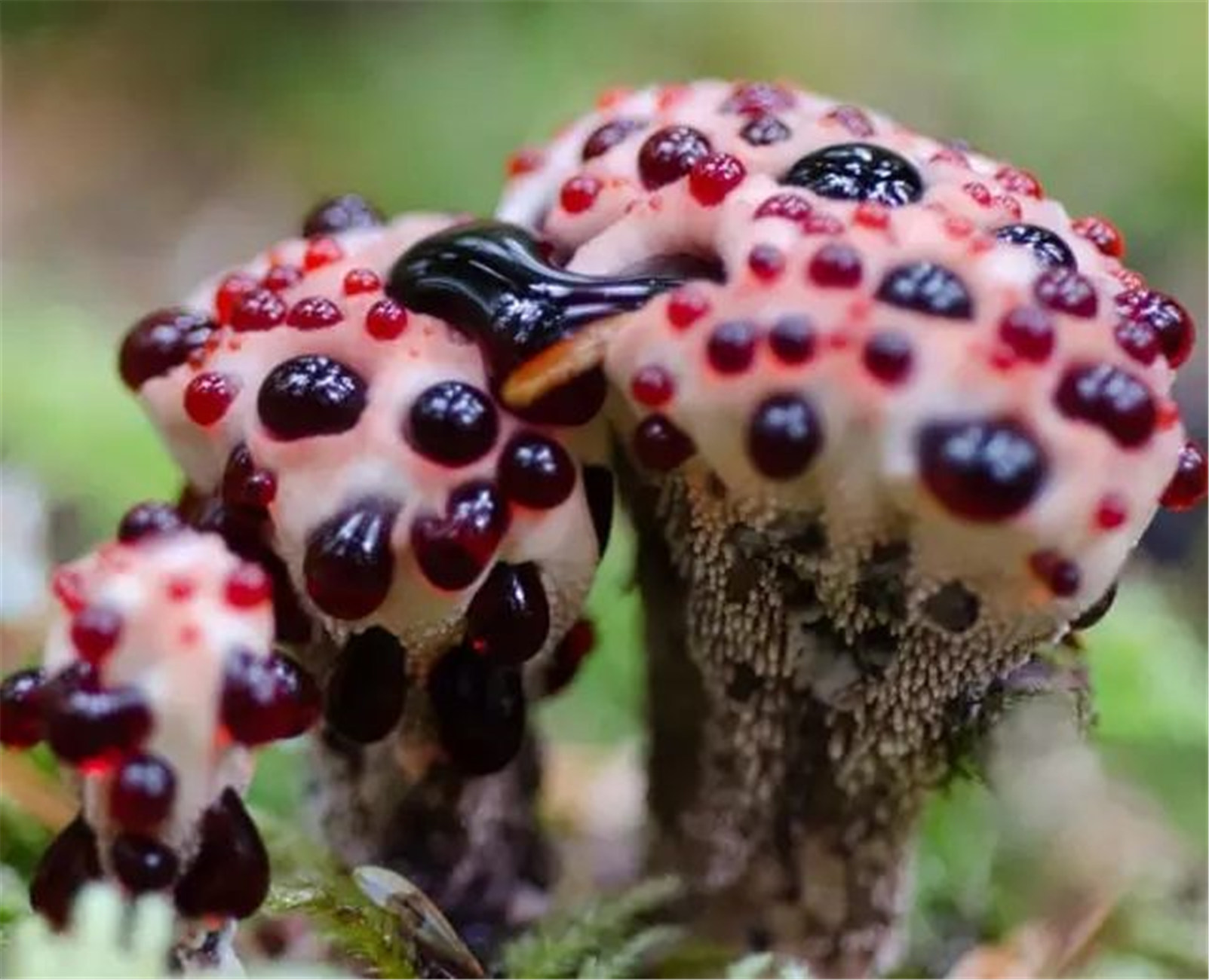  p>出血齿菌学名" i>hydnellum pecki /i>",是 a href="#" data-lemma