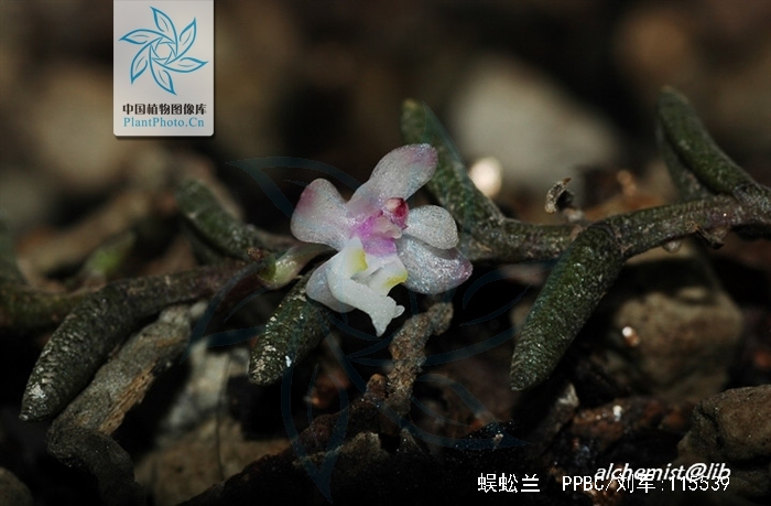 为兰科隔距兰属植物蜈蚣兰 i>cleisostoma scolop