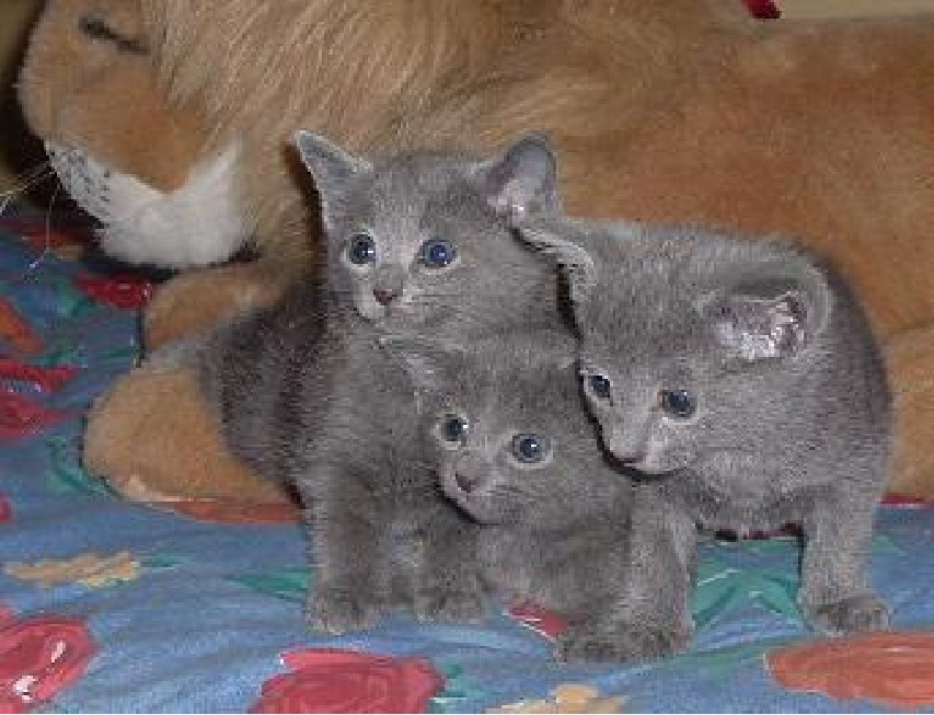  p>俄罗斯蓝猫(russian blue),历史上曾被称做 a href="#" data-lemma