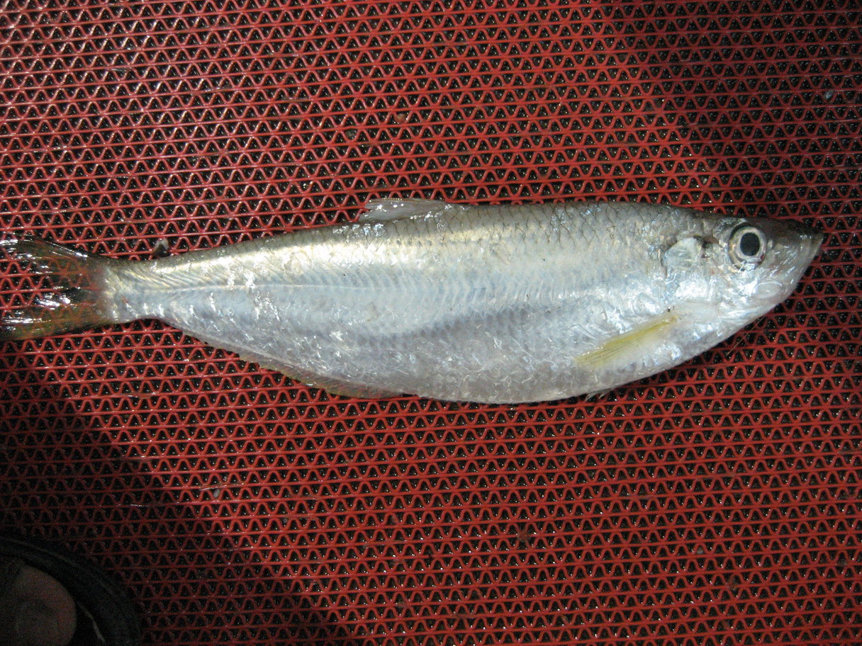  p>鲱科, i>clupeidae  /i>(g.