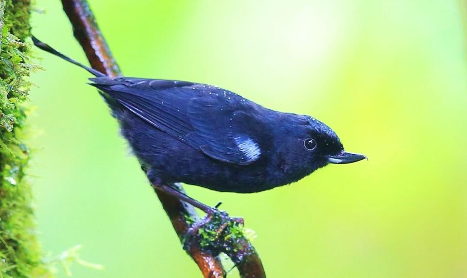 委内瑞拉刺花鸟