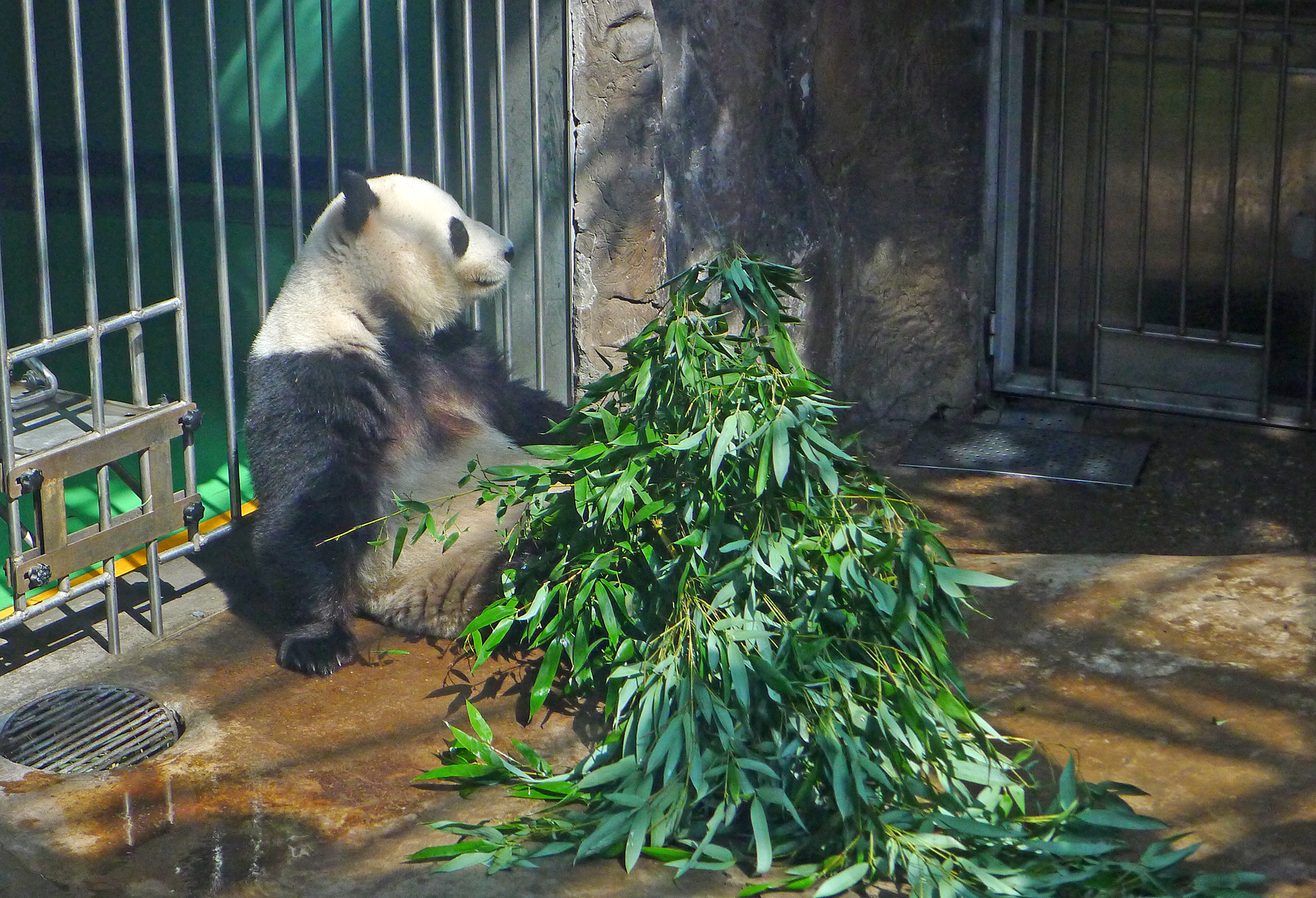  p>北京动物园熊猫馆占地面积10000平方米, a href="#" data-lemmaid=