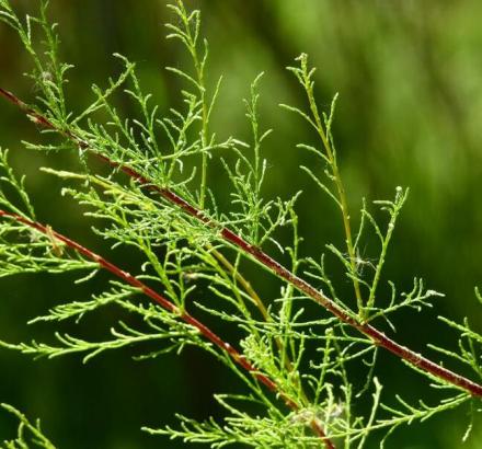 柽柳（柽柳科柽柳属植物）_百度百科