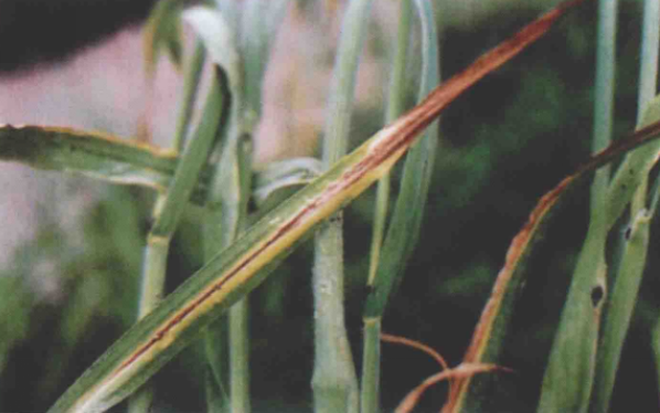 水稻细菌性褐斑病