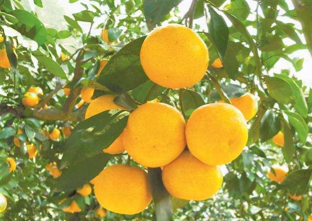 阿香2号蜜橘