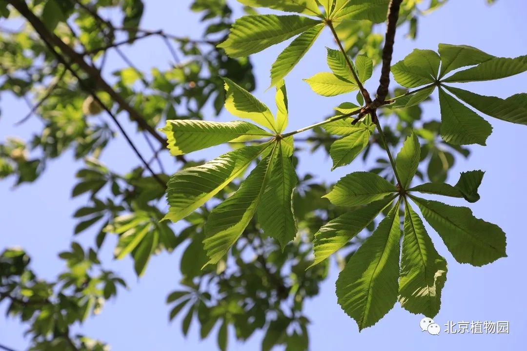 植物“云”科普丨七叶树_百科TA说