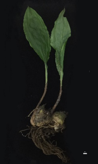 山慈菇（中药）_百度百科