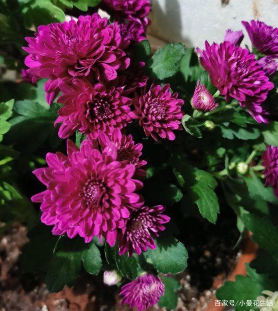 偏爱养菊花 夏季就养夏菊 管理注意4细节 5月到9月开不停 百科ta说
