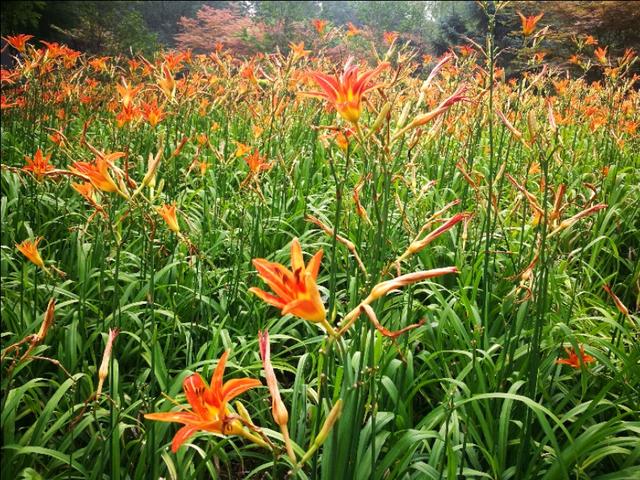 随笔：遍地黄花引客来_百科TA说