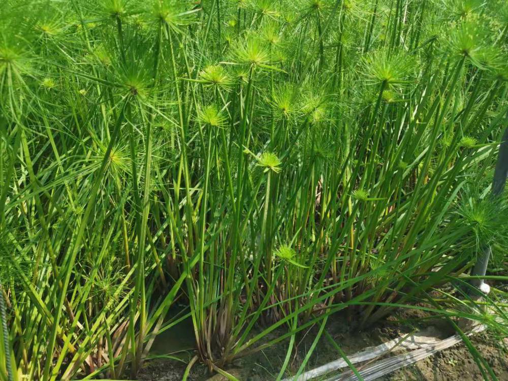 papyrus)是莎草科,莎草属的植物,具有粗壮的根状茎,高达2-3米,茎秆