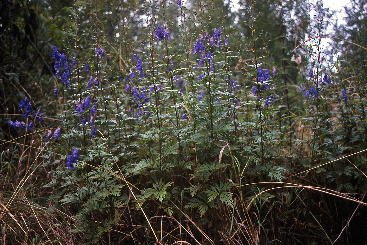 紫花高乌头_百度百科