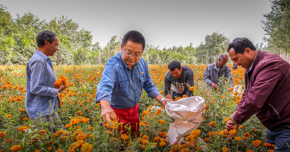新疆喀什地区莎车县乌达力克镇辖行政村