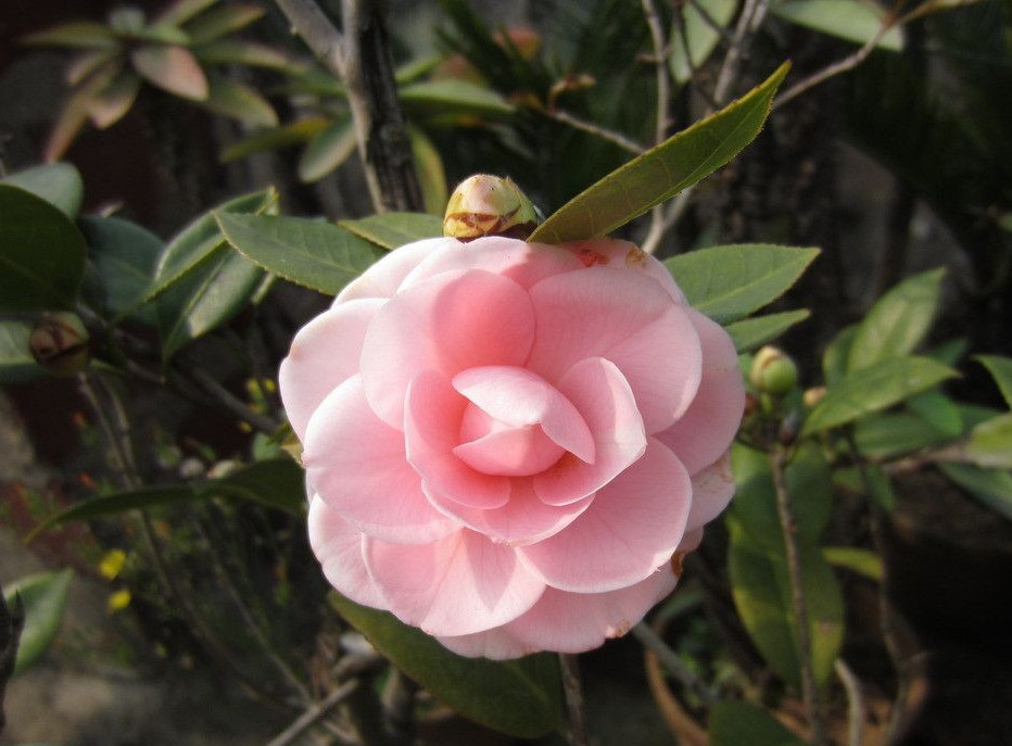  p data-id="gncofqnf4z">"椿花"是 a target