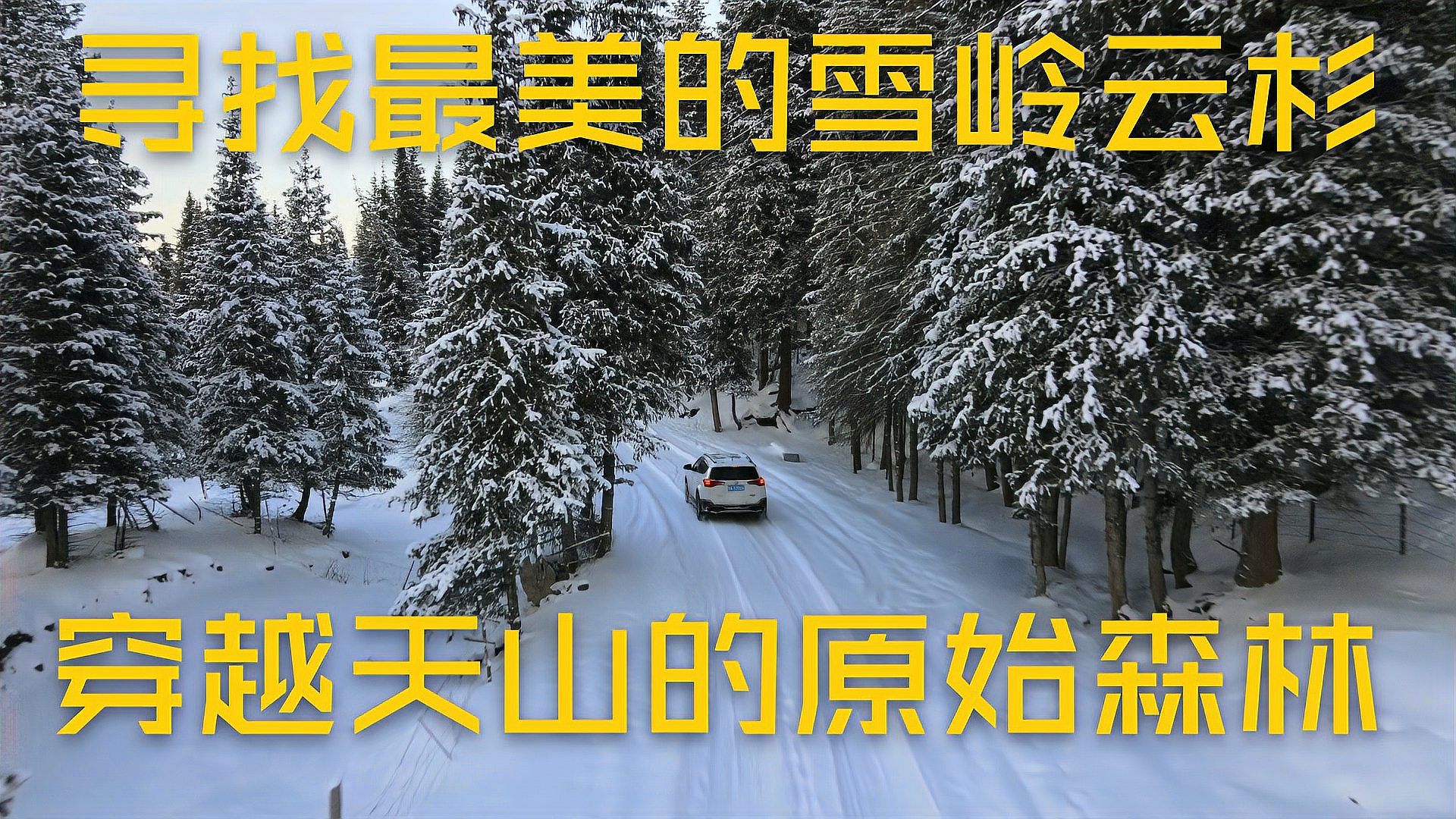 雪岭杉_百度百科