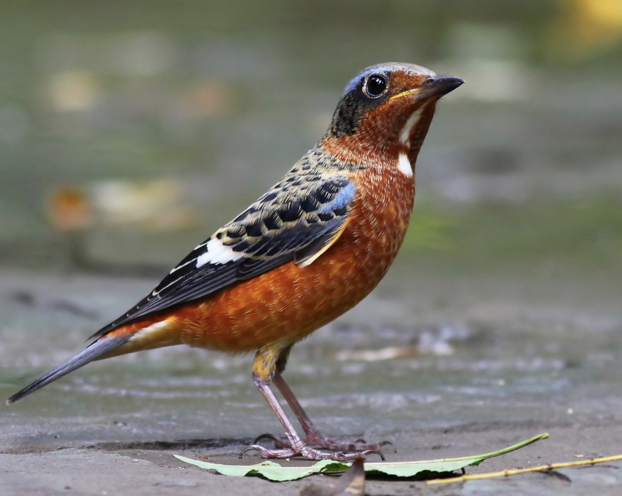 white-throated rock-thrush