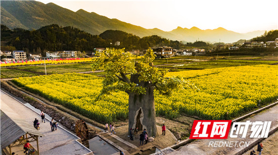 桑植县：油菜花开春意浓 踏青赏花正当时_百科TA说