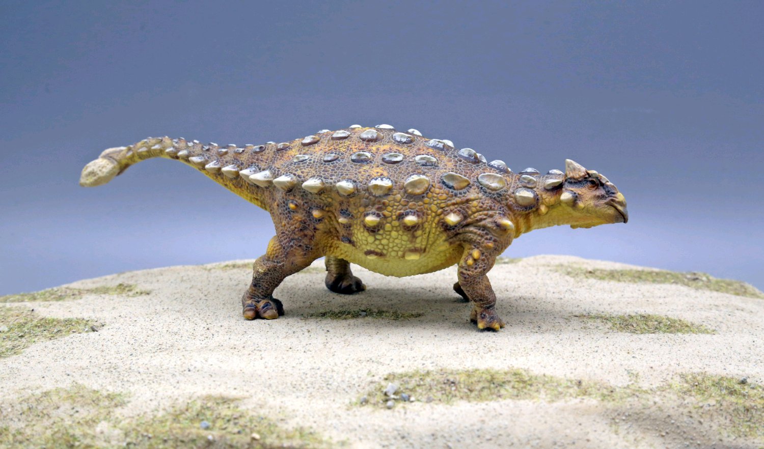 甲龙的化石是在北美洲西部的地层被发现,年代属于白