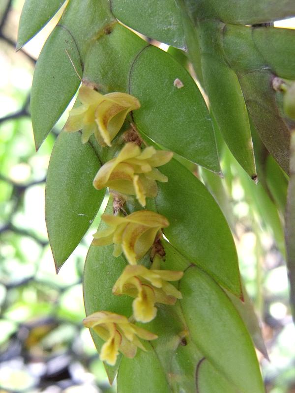  p data-id="gnb6hbh6et">燕尾兰又是兰花一种多年生常绿附生性花卉.
