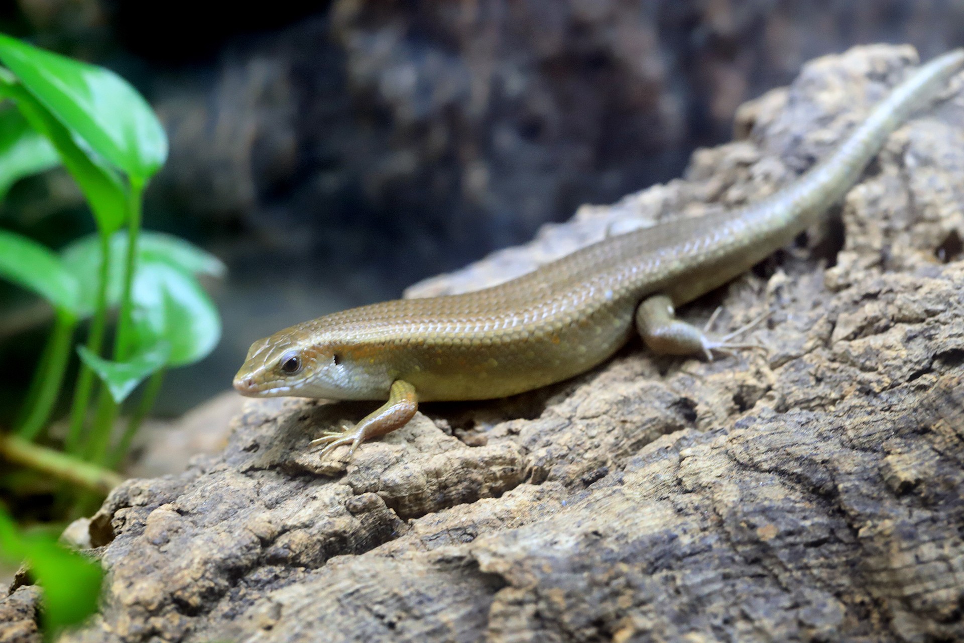  p>中国石龙子(学名: i>plestiodon chinensis /i>)为石龙子科 a href