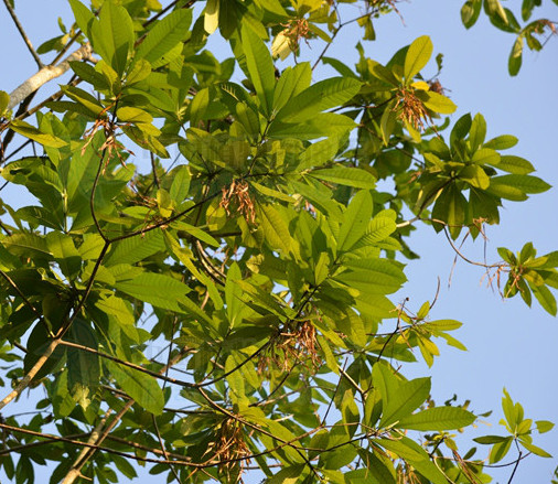  p>大叶糖胶树(学名: i>alstonia macrophylla /i> wall. ex g.