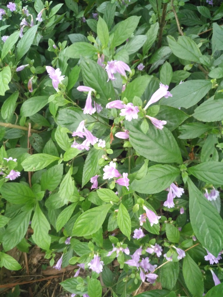  p data-id="tzaya1ii4rls">板蓝( i>strobilanthes cusia /i> (nees)