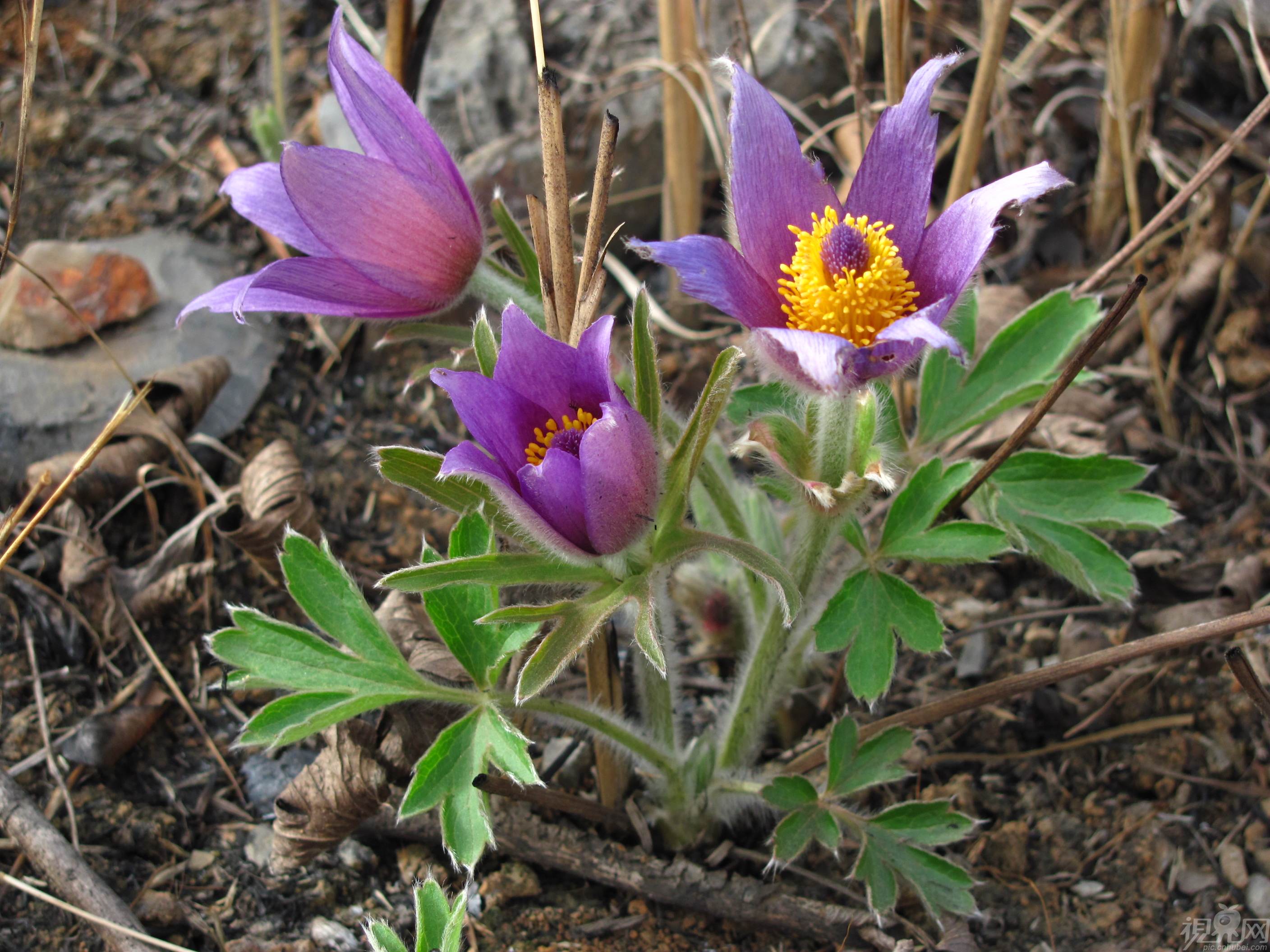 chinensis /i> (bunge) regel),毛茛科,白头翁属多年生草本植物,长有