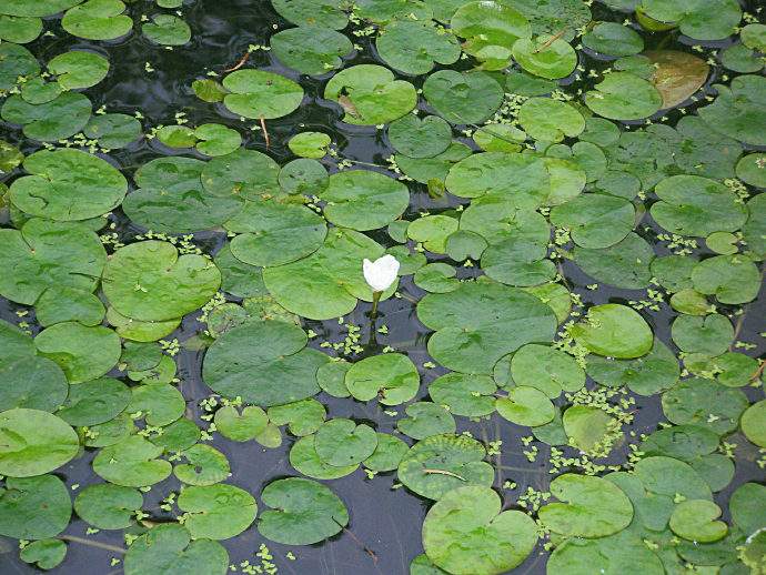  p>水鳖(学名: i>hydrocharis dubia /i> (bl.