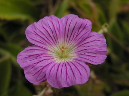 Geranium multisectum_百度百科