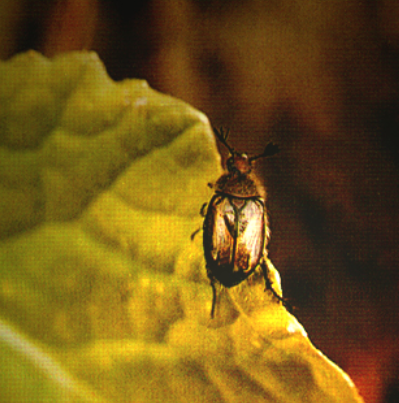 油菜苹毛丽金龟