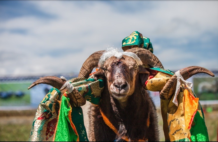  p>欧拉羊是藏系绵羊种,以甘肃省玛曲县与青海省河南县接壤地区的欧拉