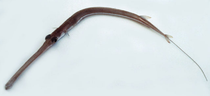  p>鳞烟管鱼(学名: i>fistularia petimba /i>)是烟管鱼科,烟管鱼属的