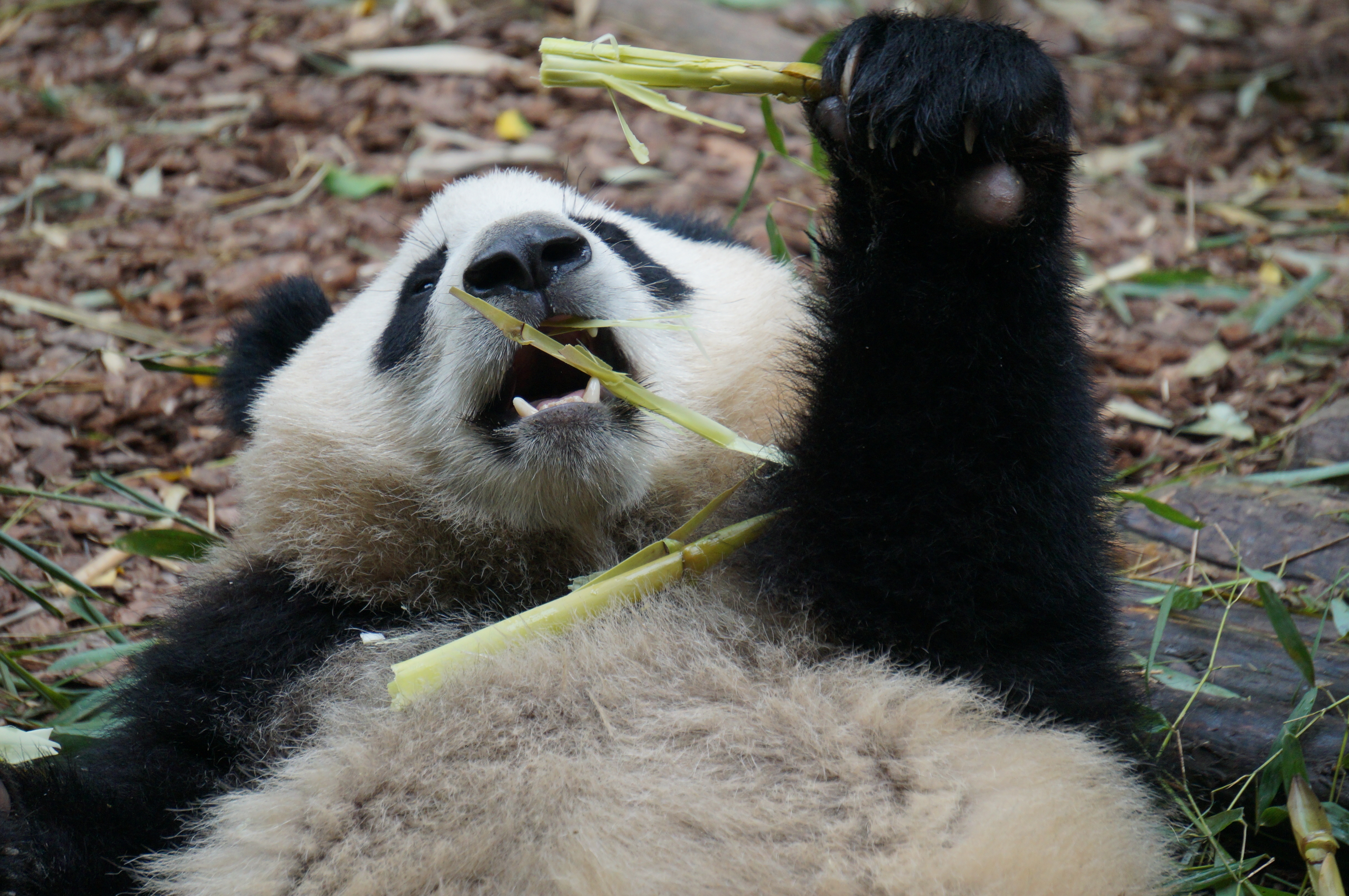 obmqfnub">和叶,雄性 a target="_blank" href="/item/大熊猫/34935"