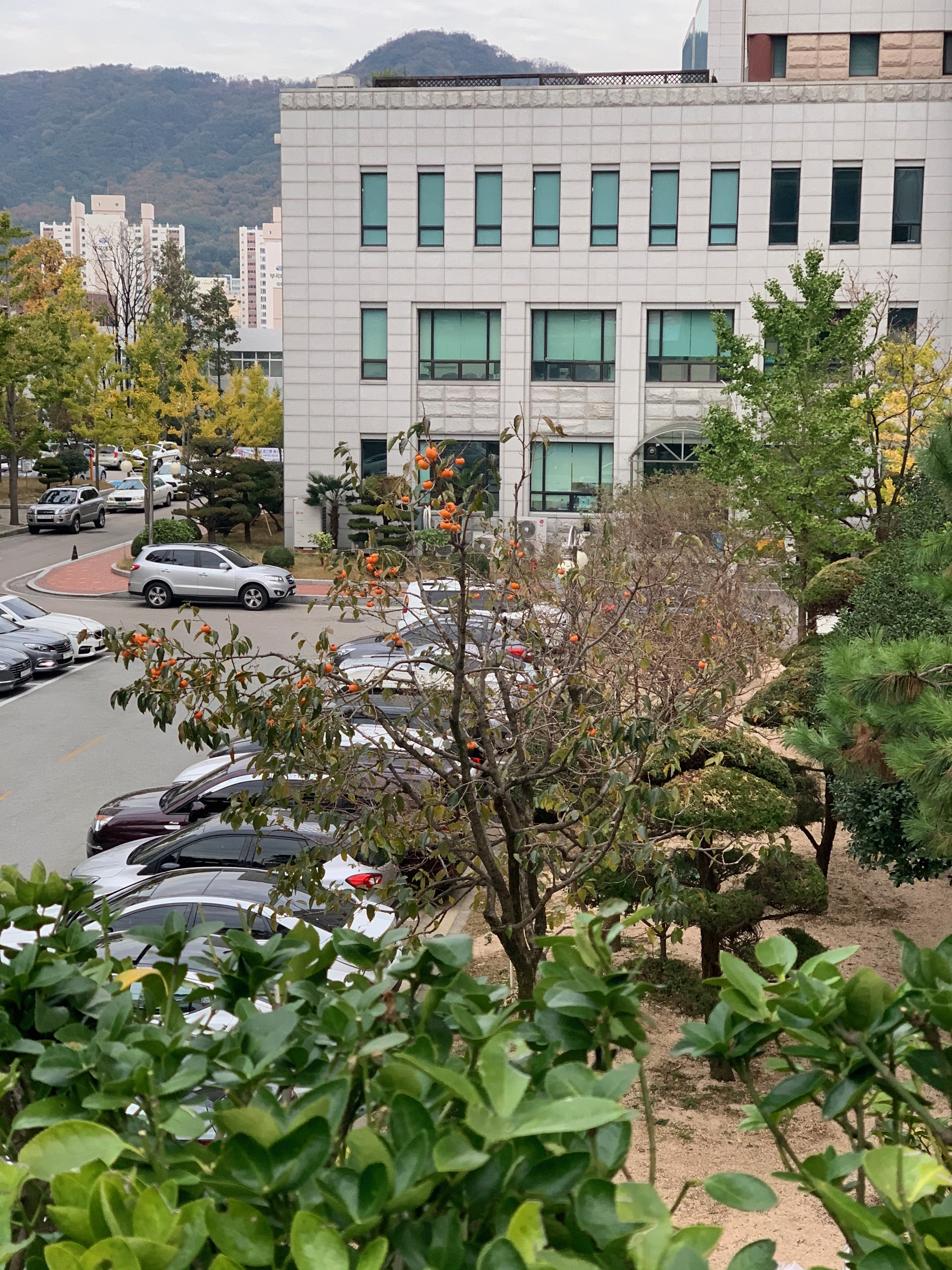  p>釜山大学(                     ,pusan national university )