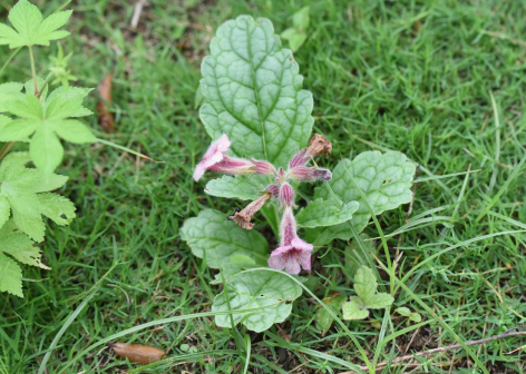 Rehmannia glutinosa_百度百科
