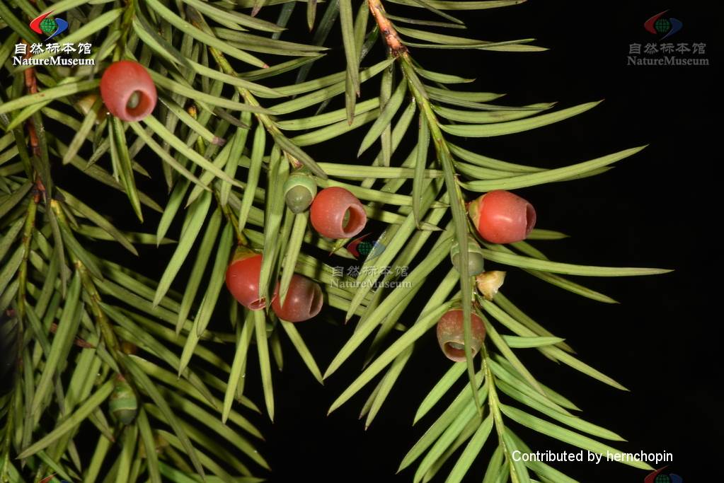 密叶红豆杉