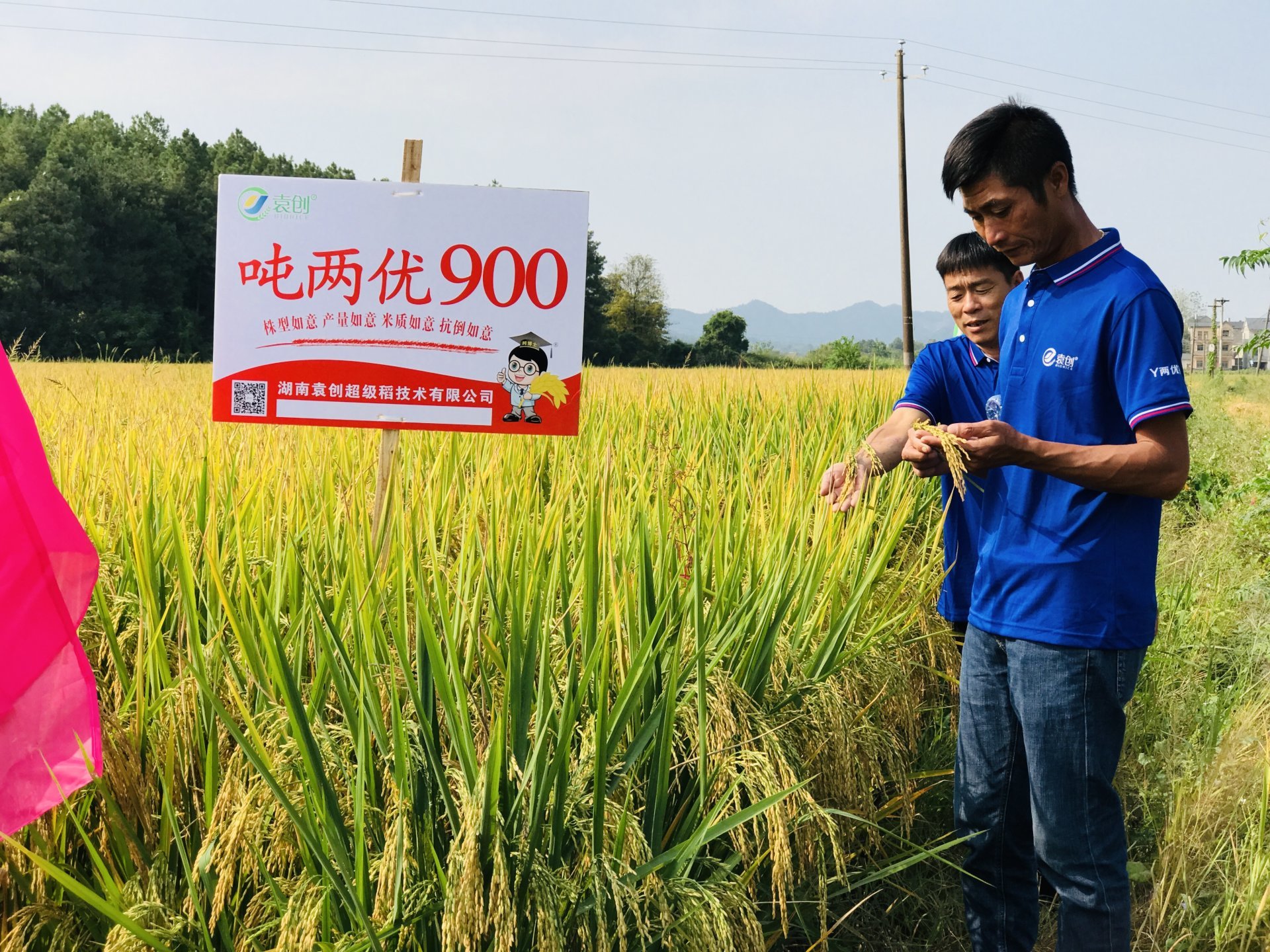 ="21239590">湖南袁创超级稻技术有限公司 /a>在第四期超级稻y两优900