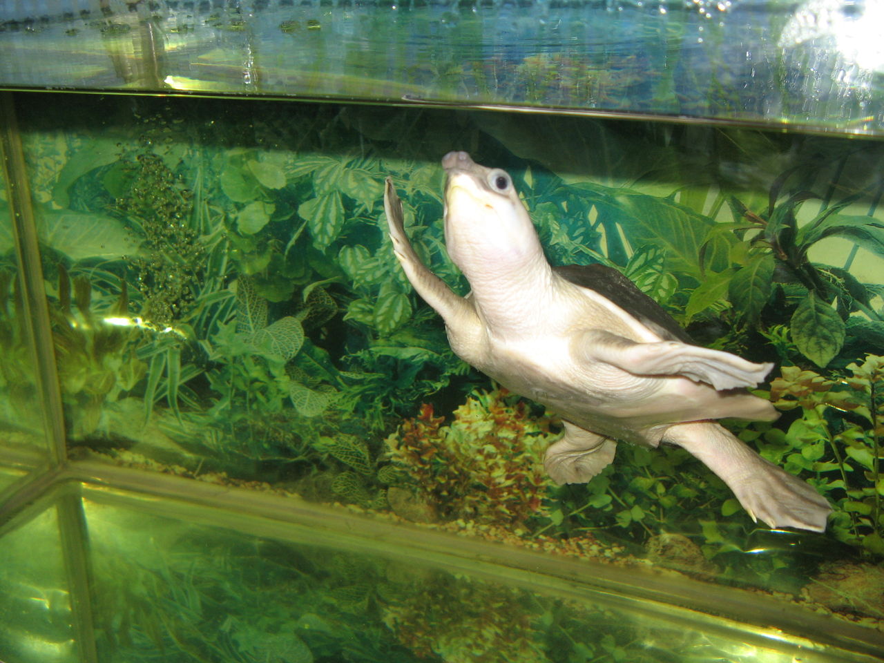 carettochelys insculpta