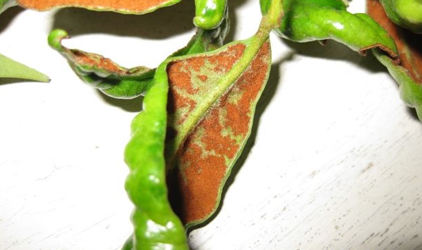  p>荔枝毛毡病是由荔枝瘿螨引起的,发生在 a target="_blank" href="