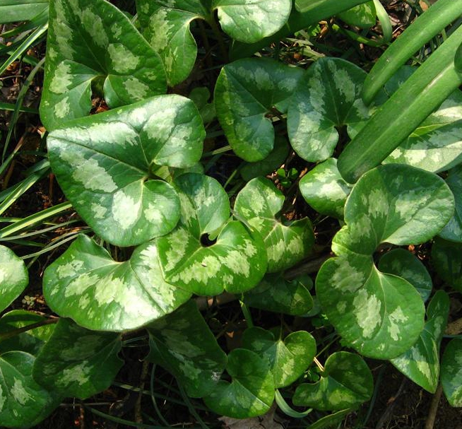  p>杜衡(学名: i>asarum forbesii /i> maxim.