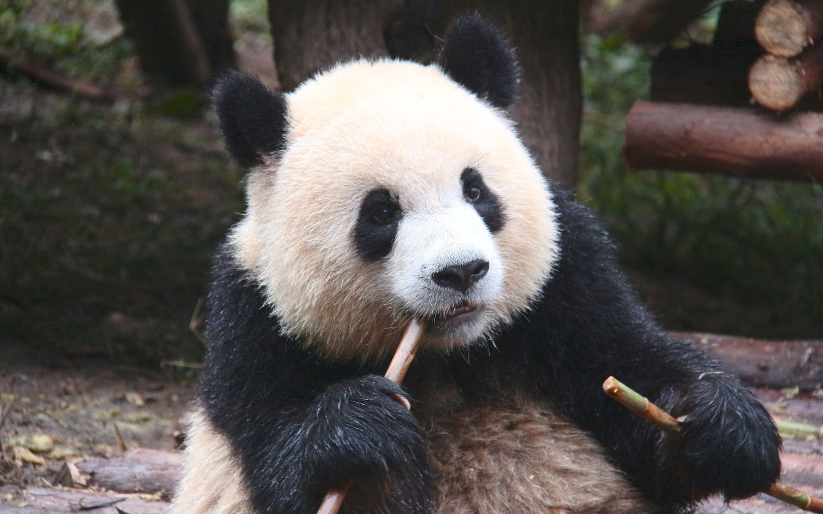  p data-id="gnwl2xkcfe">奥莉奥,雄性大熊猫,谱系号839,2012年7月28