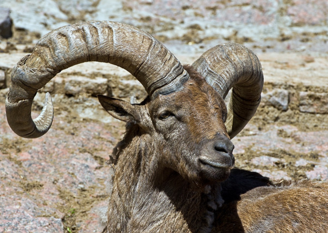  p>西高加索羱羊(学名: i>capra caucasica /i>):是偶蹄目,牛科,山羊