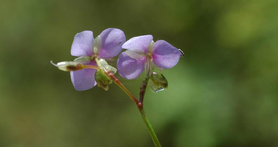  p>细竹篙草(学名: i>murdannia simplex /i> (vahl) brenan)是鸭跖草