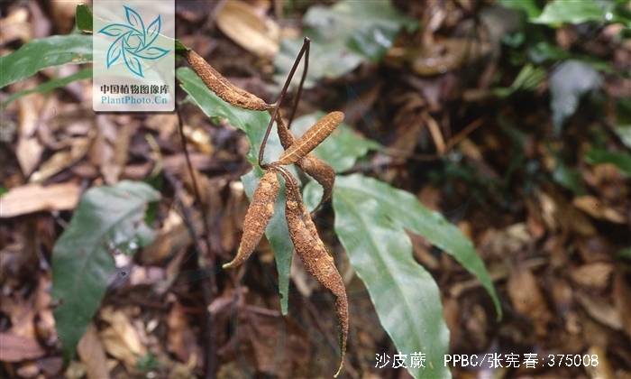  p>沙皮蕨(学名: i>hemigramma decurrens /i> (hook.) cop.