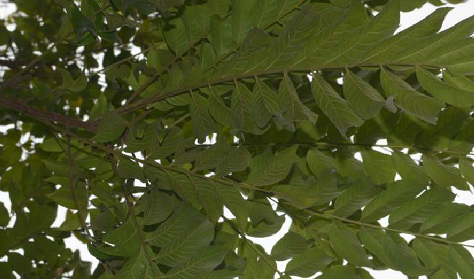  p>麻楝属( a href="#" data-lemmaid="8074290">学名 /a>: chukrasia